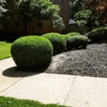 Shrub Trimming Services St. Louis, MO.