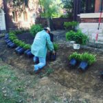 Garden And Softscaping Design Services St. Louis, MO.