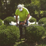 Tree and Hedge trimming Services in St. Louis, MO.