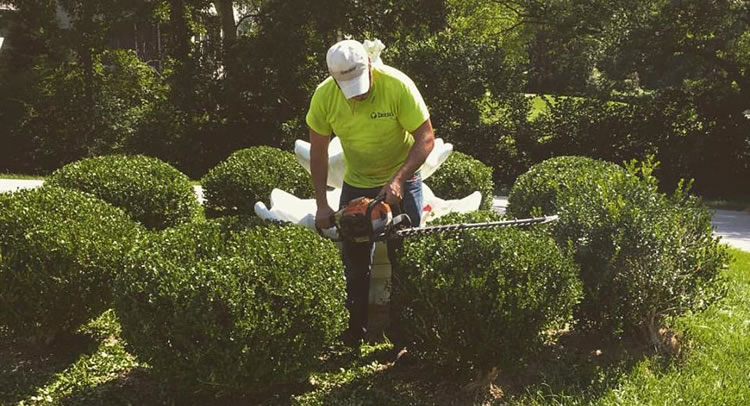 Tree and Hedge trimming Services in St. Louis, MO.